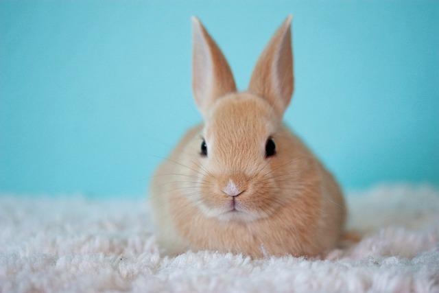 Easter Bread Shaped like a Bunny